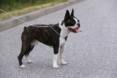 EspoonElmo9kkSeisoo07072021-9