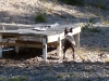 mh_luonnekuvaus-6_9_13-manta-ja-brindi-076_kas