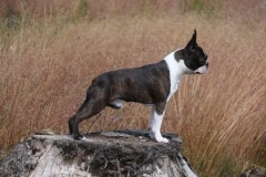 Tauno1v10kk23072023-1