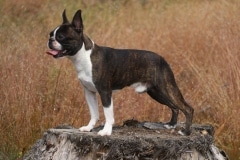 Tauno1v10kk23072023-12