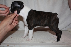 BonnieTyler6vko24082016-21