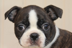 BonnieTyler6vko24082016-28