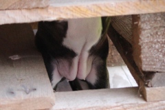 BonnieTyler6vko24082016-8